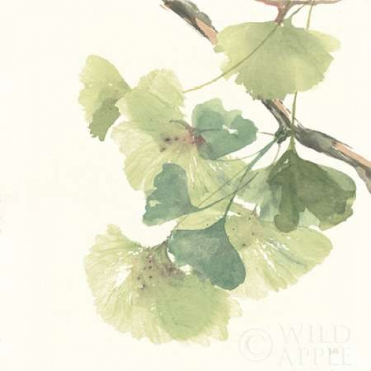 Gingko Leaves II Light Poster Print by Chris Paschke - Item # VARPDX29297